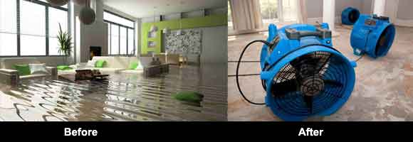 Water Damage Restoration Cedar Vale
Water Damage Restoration Cedar Grove
Water Damage Restoration Cedar Creek
Water Damage Restoration Buccan
Water Damage Restoration Allenview
Water Damage Restoration Wolffdene
Water Damage Restoration Windaroo
Water Damage Restoration Waterford
Water Damage Restoration Mount Warren Park
Water Damage Restoration Holmview